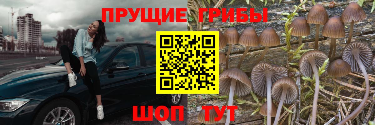 Псилоцибиновые грибы прущие грибы Павловский Посад